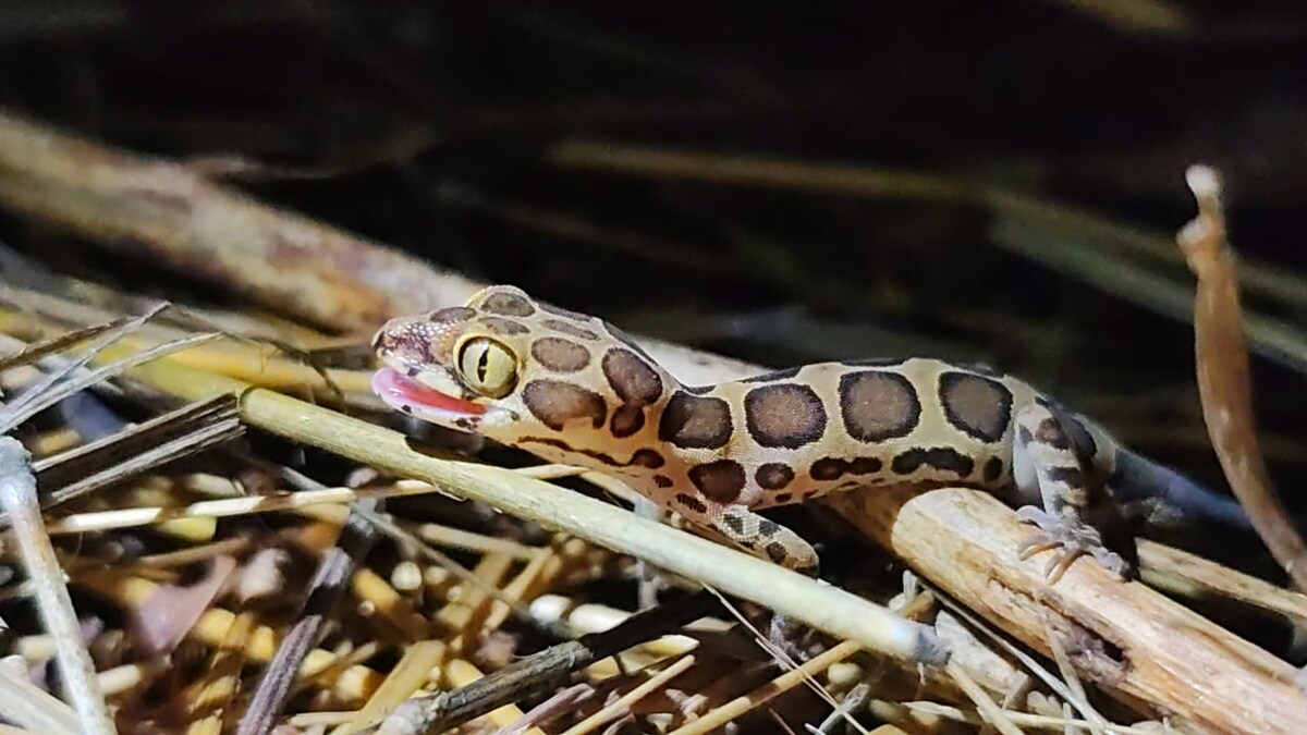 Lizard , Gecko - Cyrtodactylus, Aarey,