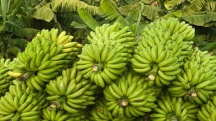 Banana prices , Banana , Burhanpur Market Committee,