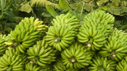 Banana prices , Banana , Burhanpur Market Committee,