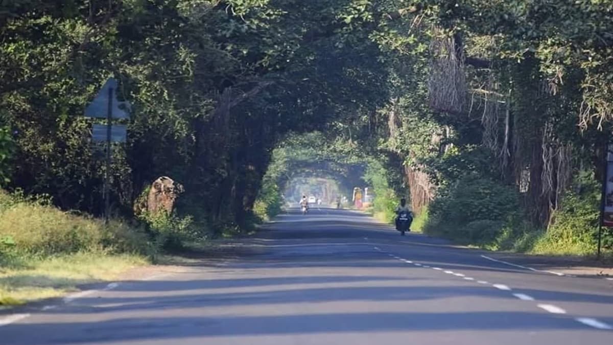 tree along road in Wai area, tree Wai area,