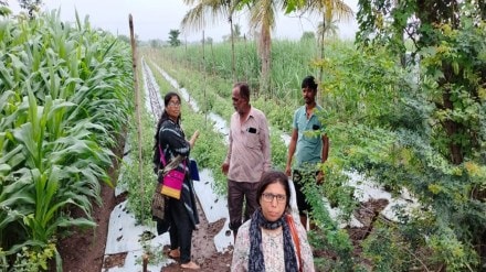 Panchnama of affected crops, affected crops Kolhapur,