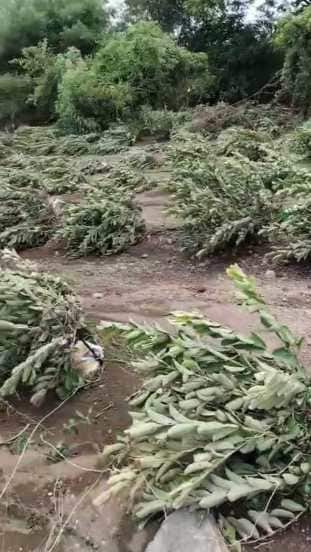 Phaltan in Satara, Phaltan rain , Satara latest news,