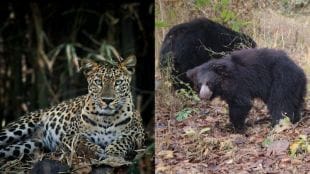 buldhana animal census Tiger sighted in Ambabarwa Sanctuary leopard in Gyan Ganga