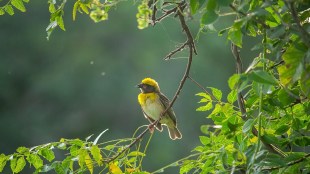 Baya weaver bird, Baya weaver bird nest,