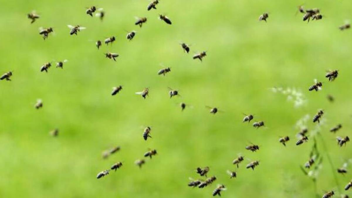 bees attack Junnar wedding news in marathi