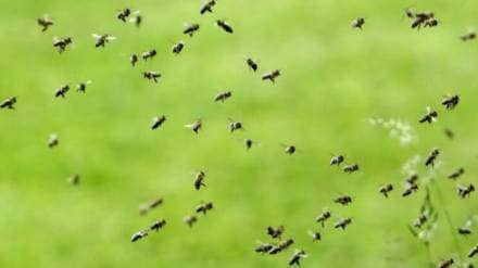 bees attack Junnar wedding news in marathi