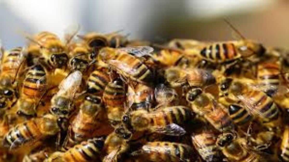 bee-extinction-food-crisis