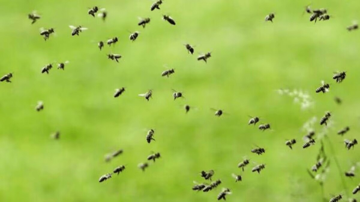 Five people injured in a bee attack in daulatnagar satara