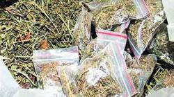 साताऱ्यात अडीच लाखांचा गांजा जप्त, एकास अटक