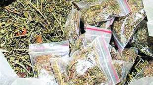 cannabis crime news in marathi