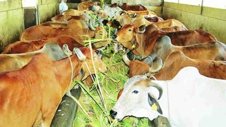 goshala subsidy loksatta news