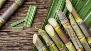 Fair and Remunerative Price FRP sugarcane