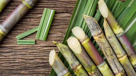 Fair and Remunerative Price FRP sugarcane