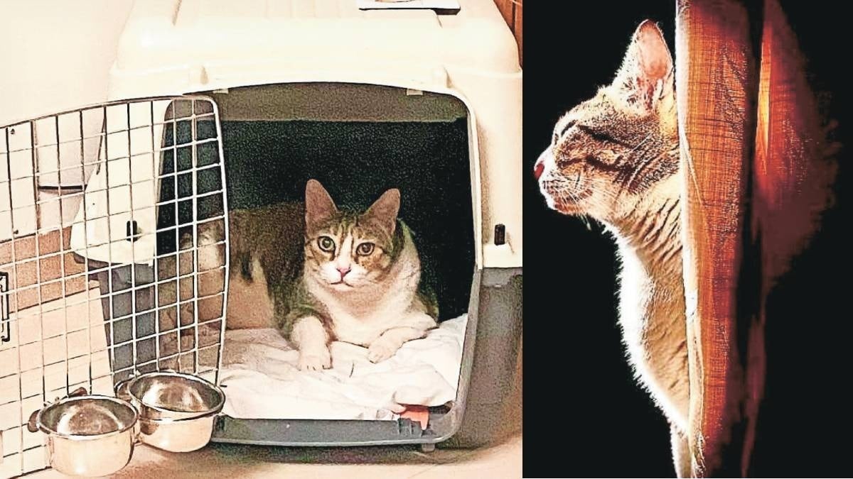 pixy cat