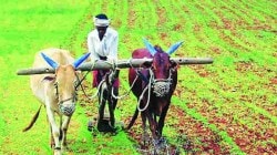 कोसळधारांमुळे राज्यभरात दाणादाण, पेरण्यांसाठी घाई न करण्याचे कृषी विभागाचे आवाहन का ?
