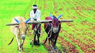 agriculture department loksatta news