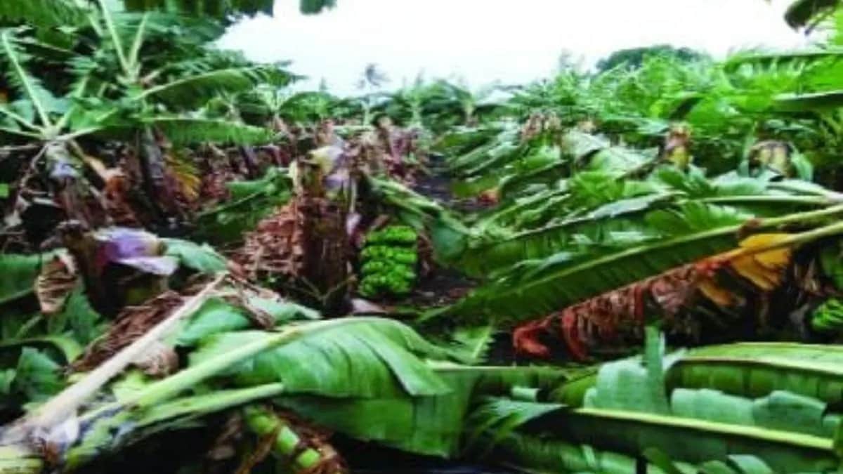 unseasonal rain crops damage