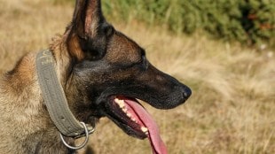 Belgian Malinois dog news in marathi