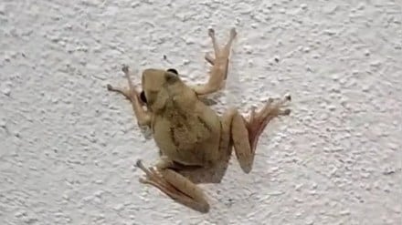 golden tree frog Marathwada