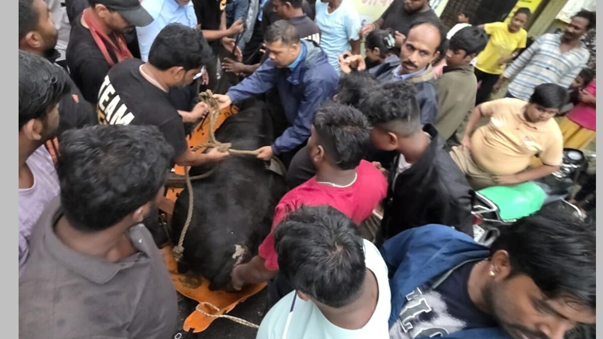 cow rescue pune news in marathi