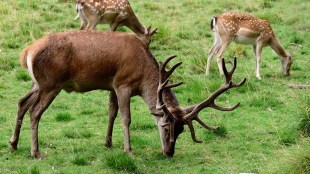 mumbai sambar deer horns sold