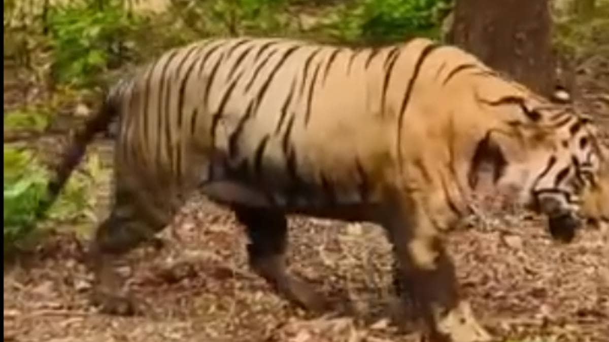 Chhota Matka tiger in Tadoba Andhari Tiger Reserve