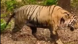 Chhota Matka tiger in Tadoba Andhari Tiger Reserve