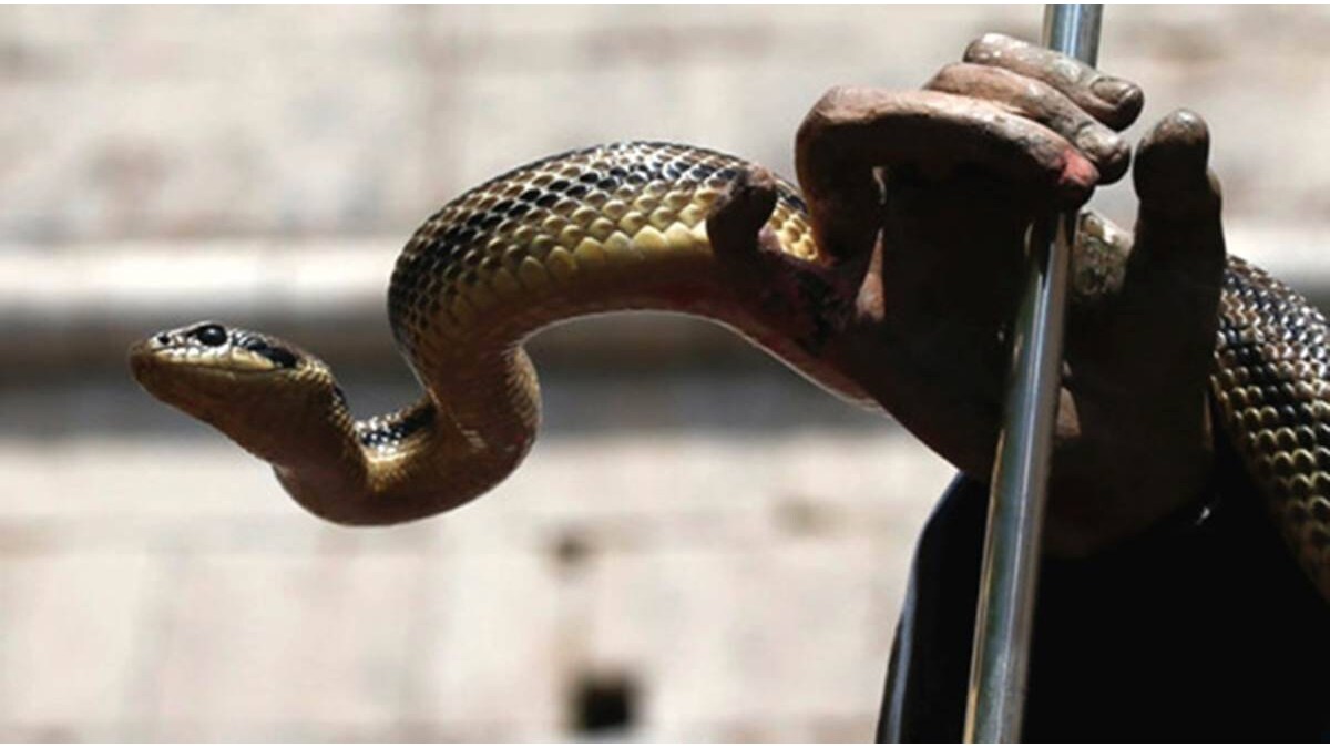 cobra sneak was found in a house in Mahajanwadi area of ​​Nagpur city