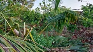 Sawantwadi Dodamarg elephants Caused major damage to coconut plantations