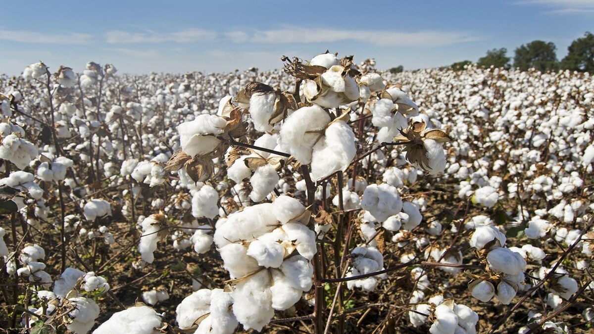CAI decision, stop cotton trade, cotton trade Turkey,