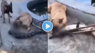 crocodile fight dog video | animal video viral