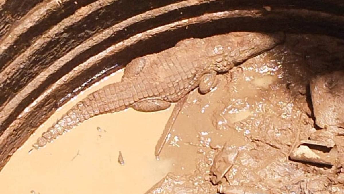 Ratnagiri local news on crocodile burned alive