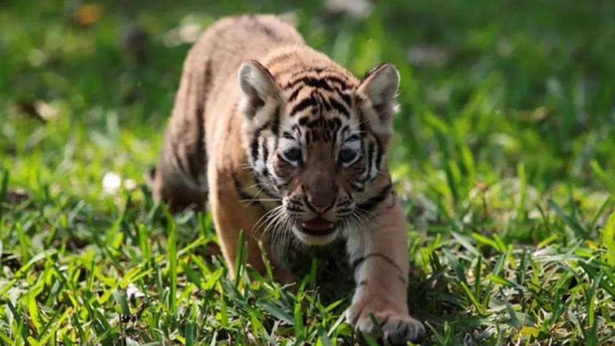 tigers fight in Chandrapur news in marathi