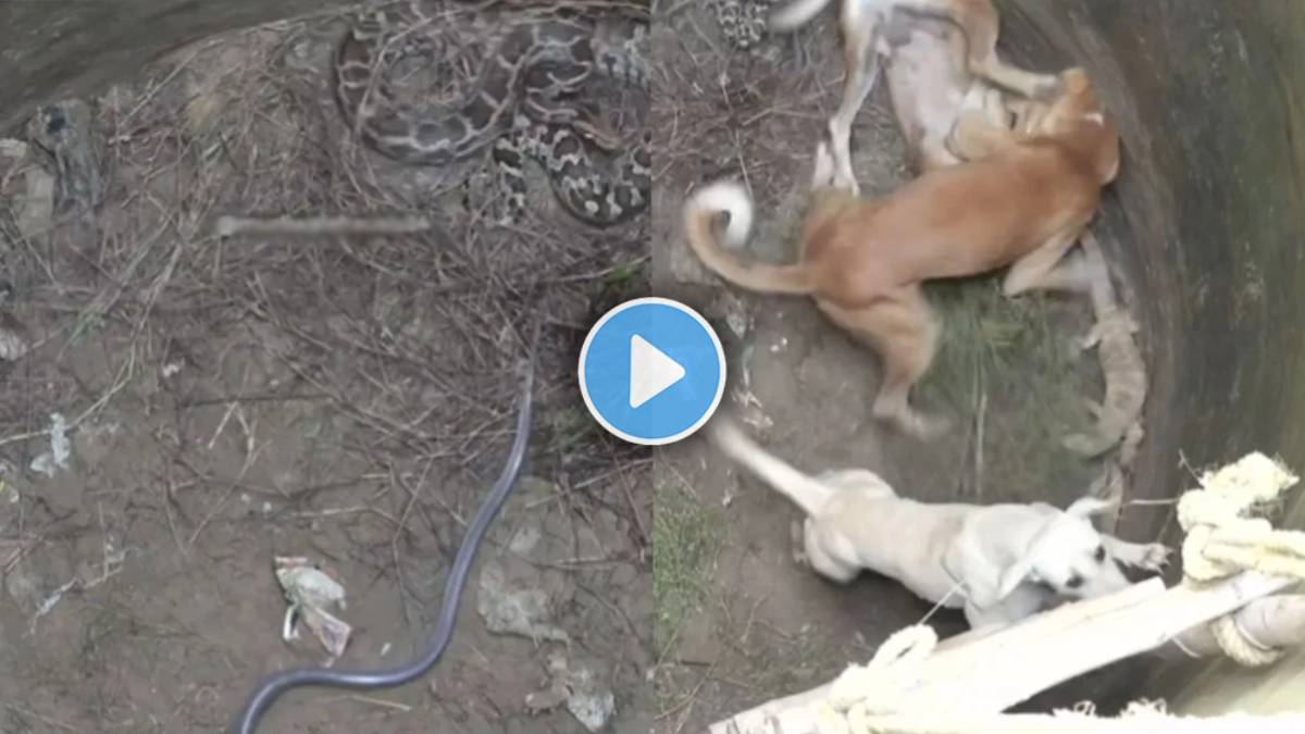 dog snake fight viral video