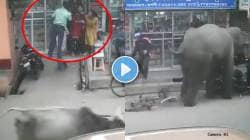 पुढे पिसाळलेला बैल अन् मागून हत्ती, भर बाजारात घडली भयंकर घटना; थरारक Video चा शेवट पाहून व्हाल हैराण