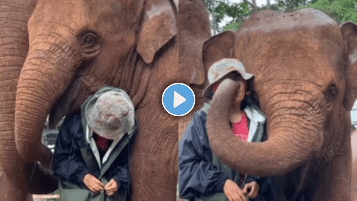 elephant dance shorts video