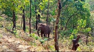 Decision to capture elephant Omkar postponed; number of elephants in Sindhudurg district has reached 6
