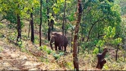 ओंकार हत्तीला पकडण्याचा निर्णय लांबणीवर; सिंधुदुर्ग जिल्ह्यातील हत्तींची संख्या ६ वर पोहोचली