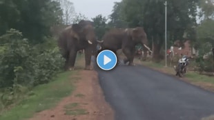 Wild elephants enter Chandrapur district, causing fear in the Sindewahi area