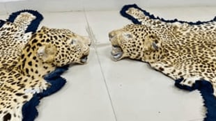 The Revenue Intelligence Directorate's Nagpur unit conducted a raid in Ujjain, Madhya Pradesh, and seized two leopard skins and one elephant tusk