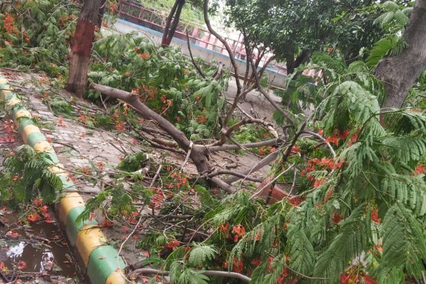 सोशल मीडियावर एका वापरकर्त्याने शेअर केलेले हे दृश्य, दुपारी मुसळधार पावसानंतर दिल्ली एनसीआरमध्ये झाडे कोसळल्याचे आणि वाहतूक विस्कळीत झाल्याचे दिसून आले. (Photo: X)