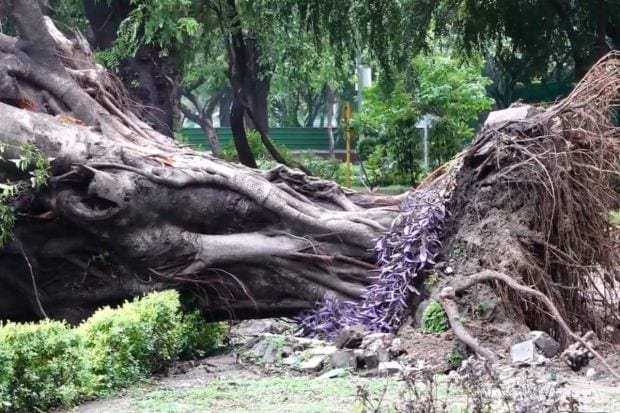 जोरदार वाऱ्यांमुळे झाडे उन्मळून पडली. ज्यामुळे प्रमुख रस्ते विस्कळीत झाले. राडारोडा साफ करण्यासाठी आणि रस्ते स्वच्छ करण्यासाठी बचाव पथके आणि अधिकारी रस्त्यावर उतरले. (Image: PTI)