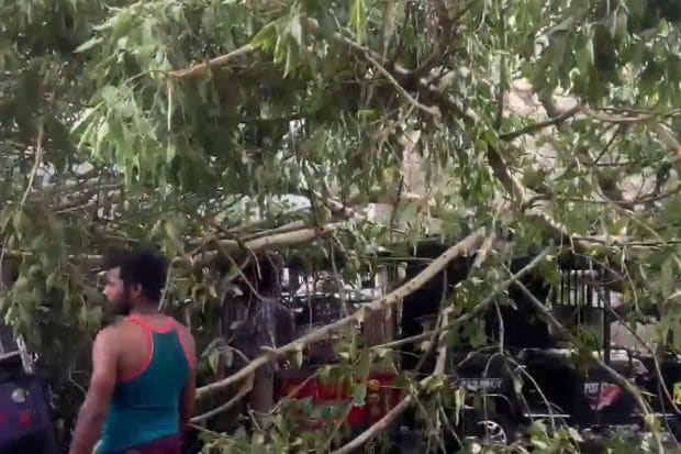 उत्तर प्रदेशातील नोएडामध्ये अनेक झाडे उन्मळून पडली, तुटली आणि रस्त्यांवर पडली, रिक्षाचालकांचे जीवनमान विस्कळीत झाले. या झाडाखाली पाचहून अधिक रिक्षा अडकल्या. (Photo: ANI)