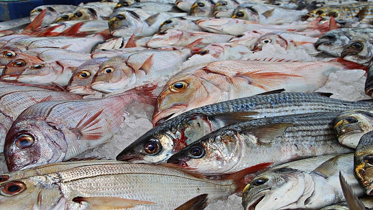 Fishing industry, concessions , agriculture sector,