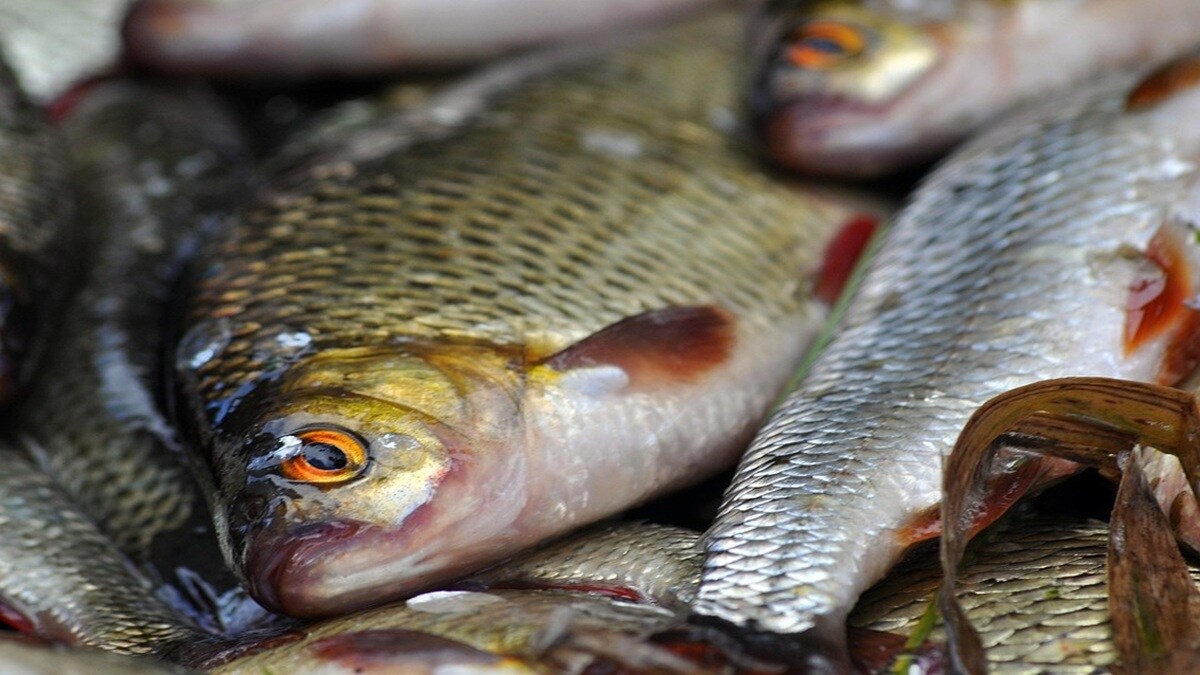 Fish production, Ratnagiri district ,