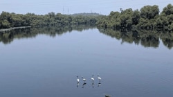 अंधेरीमधील मोगरा नाल्यात प्रथमच फ्लेमिंगोंची हजेरी