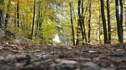 Maharashtra, forest rights claims , forest,