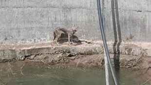 Fox rescued after falling into a well in Miraj sangli