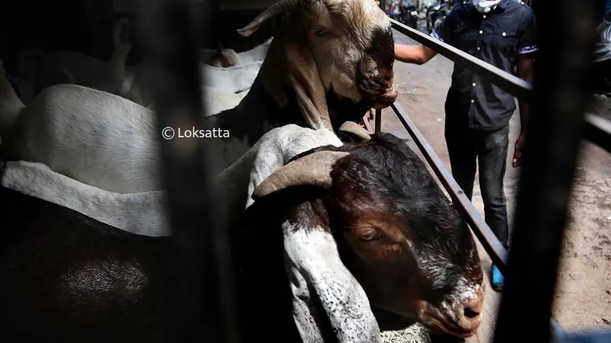 BMC Bakri Eid animal qurbani permit news in marathi