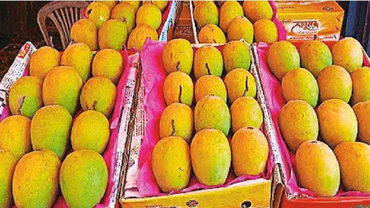 Climate change affects the cultivation of Hapus in Konkan